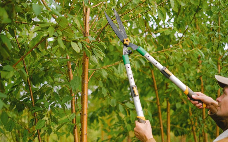 Tree trimming in La Harpe, IL