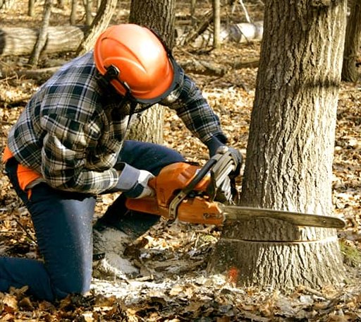 Tree Removal in La Harpe, IL